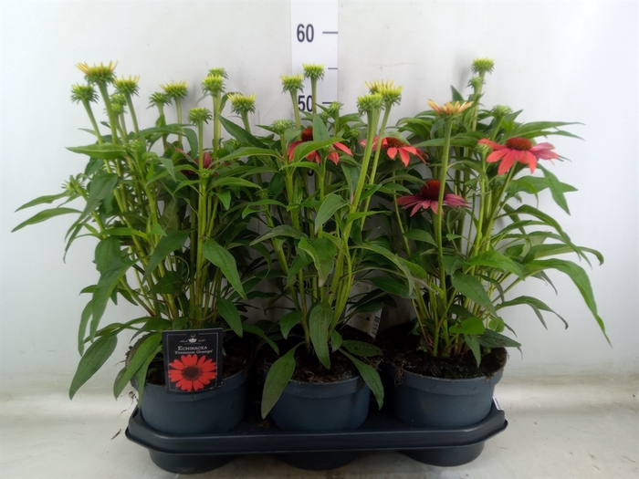 <h4>Echinacea  'SunSeekers Orange'</h4>