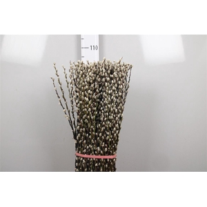 Salix Ca Snow Flake