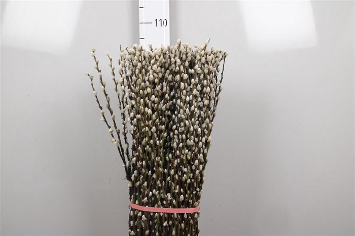 <h4>Salix Ca Snow Flake</h4>