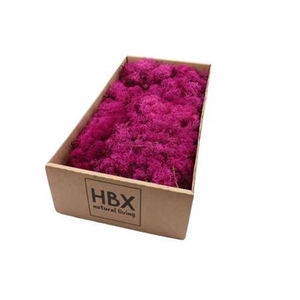 Moss Reindeer Moss 500gr Fuchsia