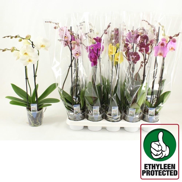 <h4>PHAL GEM 6 KL</h4>