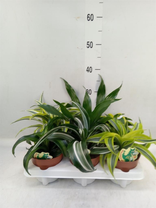 <h4>Dracaena   ...mix</h4>