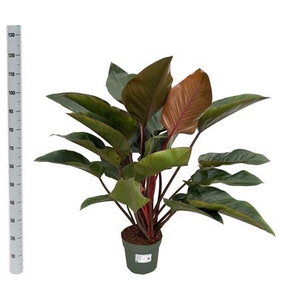 Philodendron Red Beauty (bark)