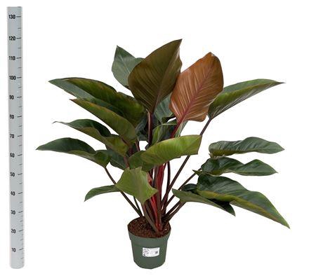 <h4>Philodendron Red Beauty (bark)</h4>