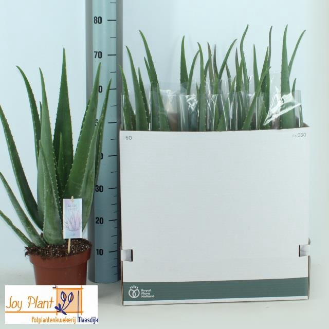 <h4>ALOE VERA</h4>