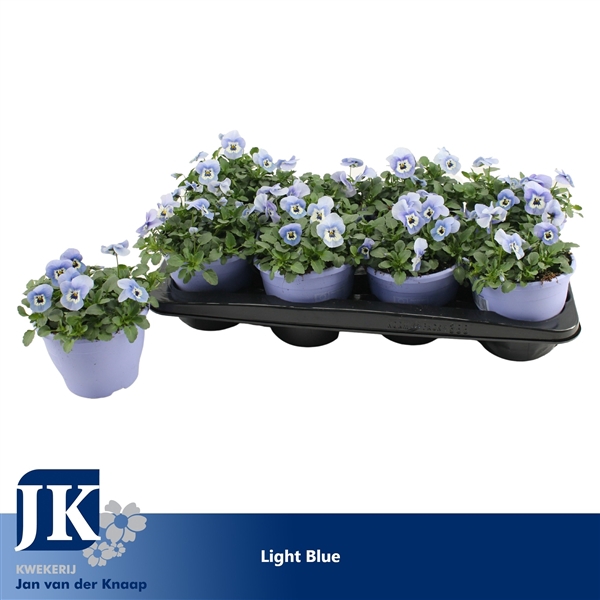 <h4>Viola Cornuta Light Blue</h4>