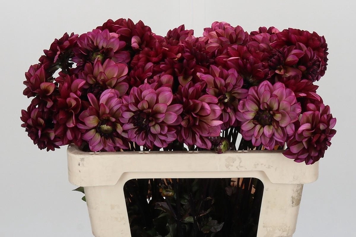 <h4>Dahlia Seniors Hope</h4>