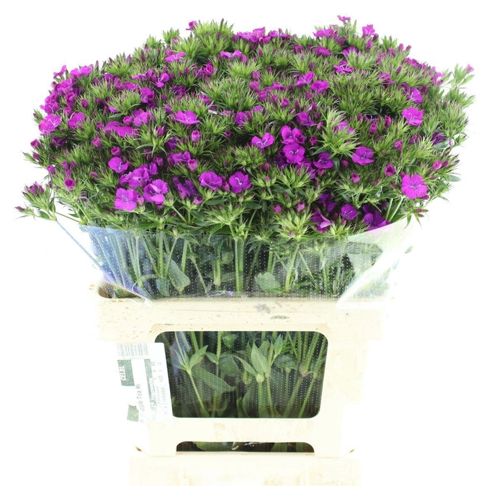 <h4>DI BARB AM NEON PURP</h4>