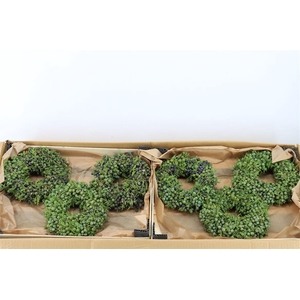 Wr Sierfruit Juniperus Green 20cm