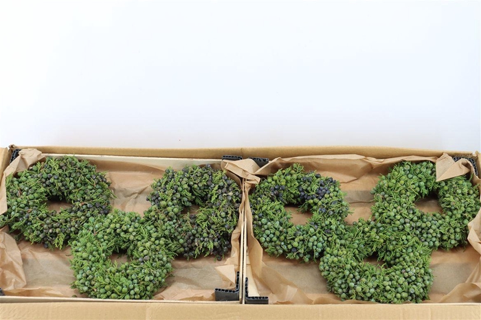 <h4>Wr Sierfruit Juniperus Green 20cm</h4>