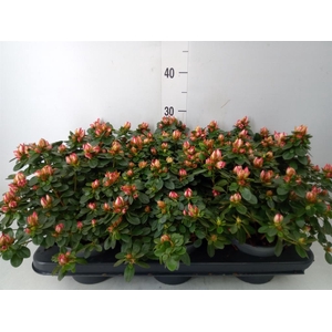 Rhododendron sim. 'Fluostern'