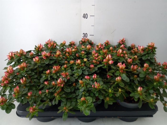 <h4>Rhododendron sim. 'Fluostern'</h4>