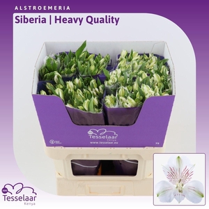 Alstroemeria Siberia | Heavy Quality