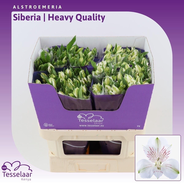 <h4>Alstroemeria Siberia | Heavy Quality</h4>