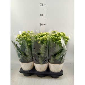 Kalanchoe  'Sunny White'