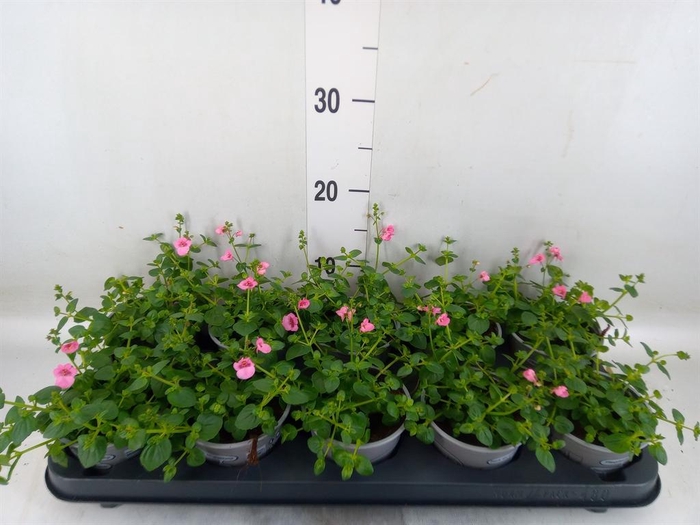 <h4>Diascia  'Ruby Field'</h4>