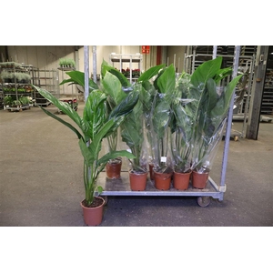 Tacca Zonder Bloem