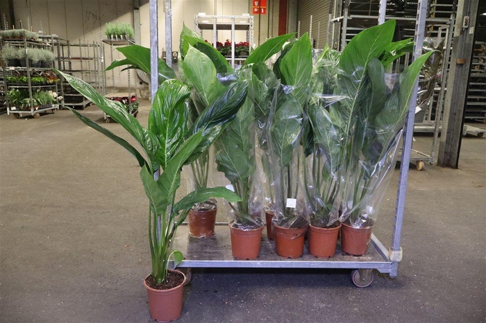 <h4>Tacca Zonder Bloem</h4>