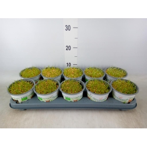 Hordeum sp.   ...kattegras zaai