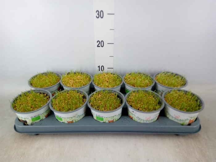 <h4>Hordeum sp.   ...kattegras zaai</h4>