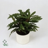 Calathea 17cm Elgergrass