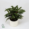 Calathea rufibarba Elgergrass 12Ø 40cm