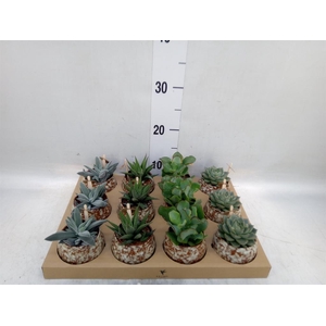 Succulents   ...mix 3