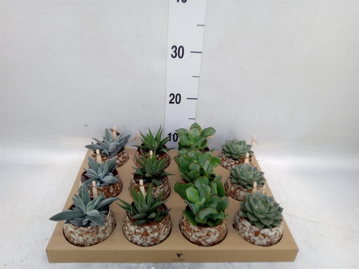 <h4>Succulents   ...mix 3</h4>