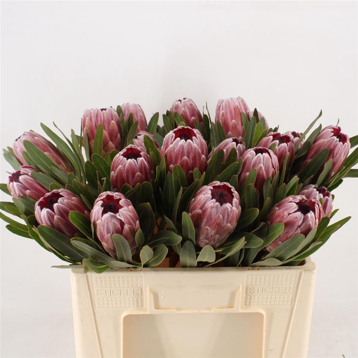 <h4>Protea  'Pink Ice'</h4>