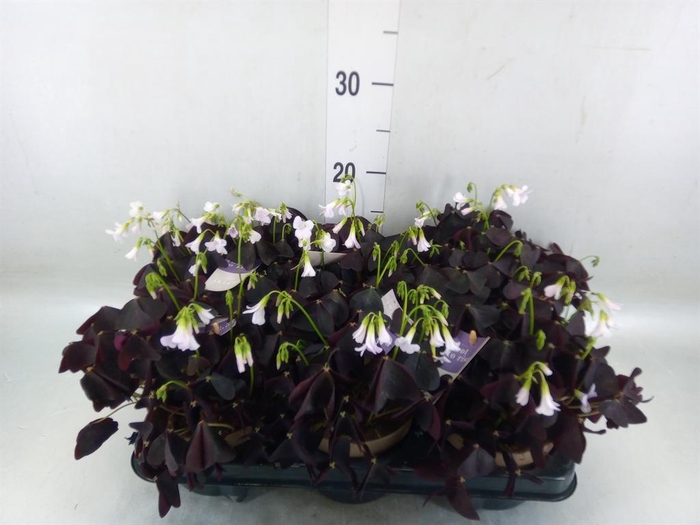 <h4>Oxalis trian.</h4>