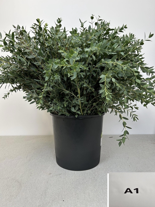 <h4>EUC PARVIFOLIA PB</h4>