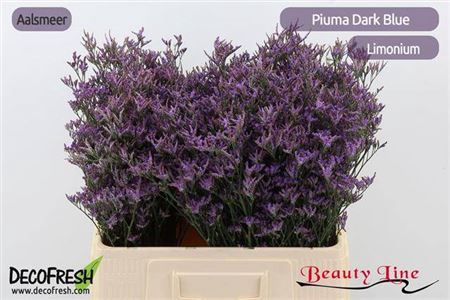 <h4>Lim Piuma Dark Blue</h4>