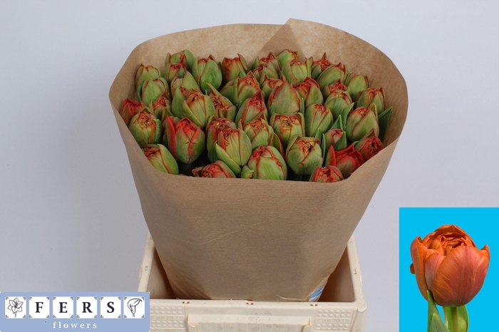 <h4>TU DU GENEVA</h4>