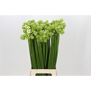 Ornithogalum Saundersiae