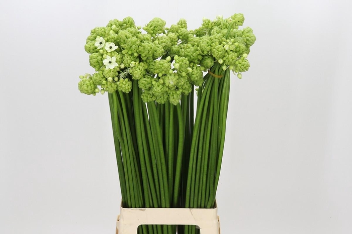 <h4>Ornithogalum Saundersiae</h4>