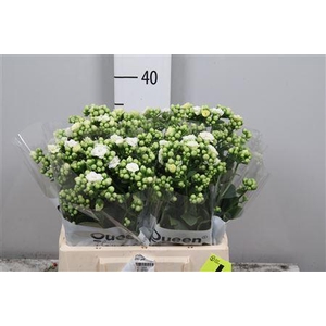 Kalanchoe  'Crystal White Meadow'