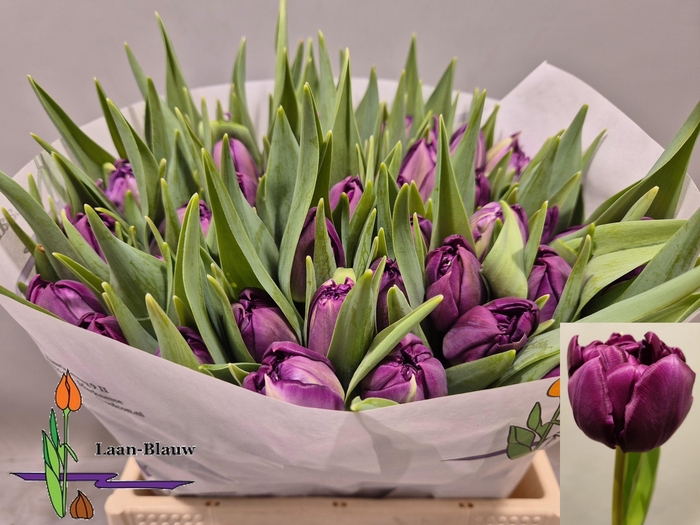 <h4>TU DU PYTHON</h4>