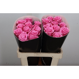 R Ov Wx Licht Rose W7