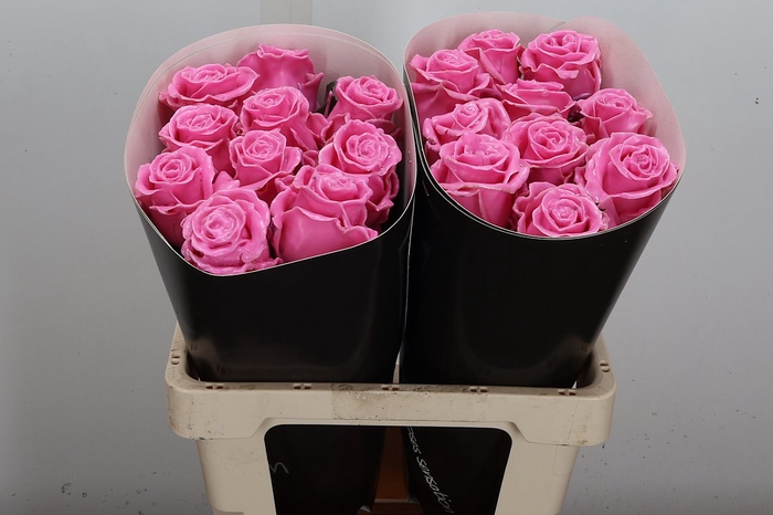 <h4>R Ov Wx Licht Rose W7</h4>