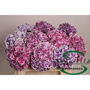 Hydrangea mag red harlequin blue