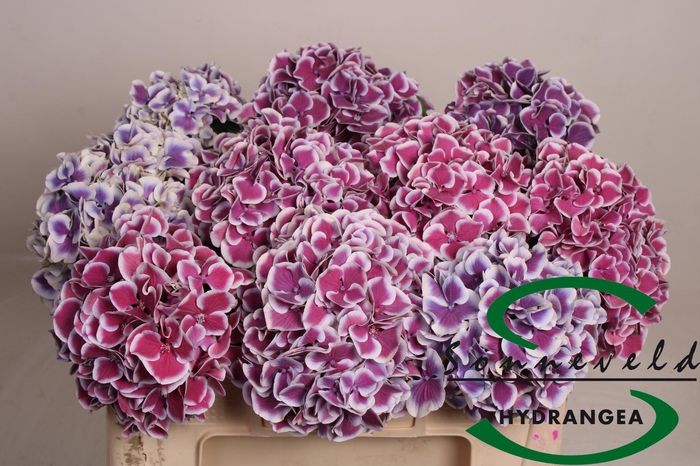 <h4>Hydrangea mag red harlequin blue</h4>