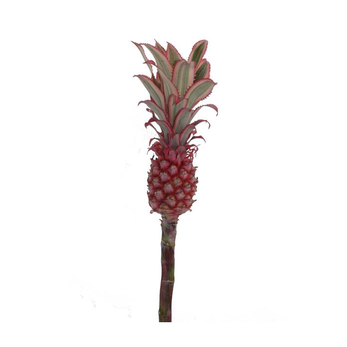 <h4>ANANAS MIDDEL</h4>