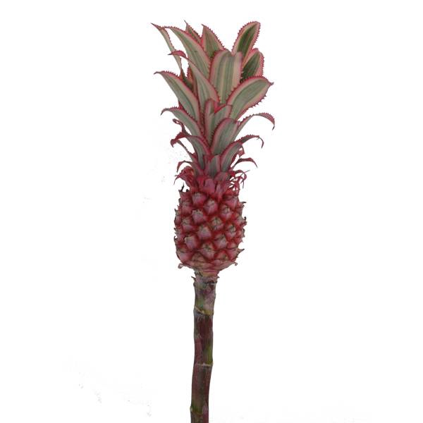 <h4>ANANAS KLEIN</h4>
