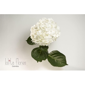 HYDRANGEA WHITE PREMIUM