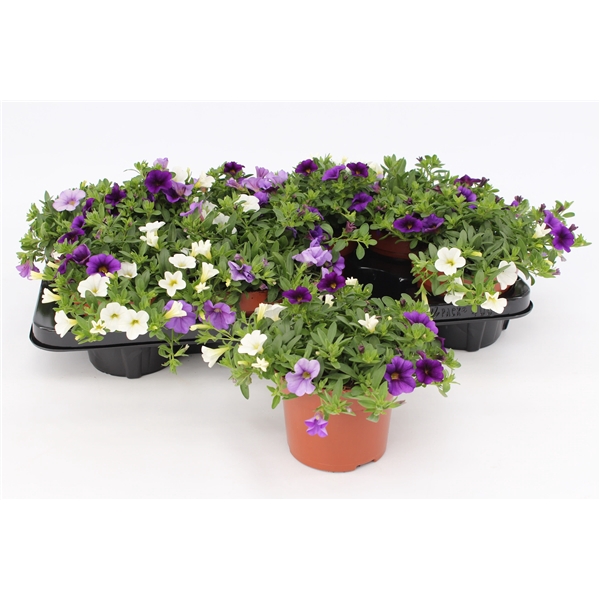 <h4>Calibrachoa Trio 'Voltaire' blue-white-lightblue</h4>