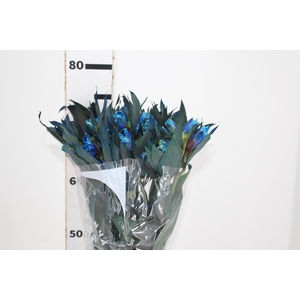 ALSTROEMERIA TINGIDA 080 CM AZUL