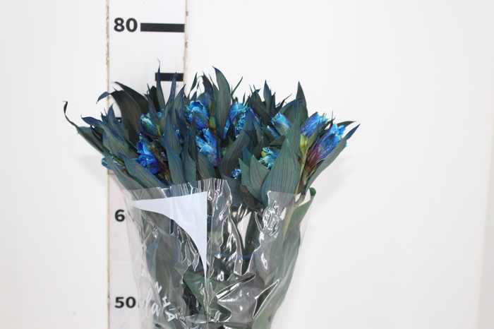 <h4>ALSTROEMERIA TINGIDA 080 CM AZUL</h4>