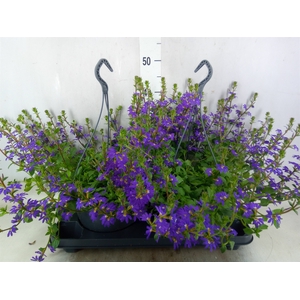Scaevola saligna 'Saphira'