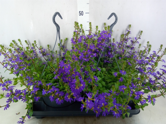 <h4>Scaevola saligna 'Saphira'</h4>