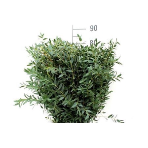 Euca Parvifolia 350gr